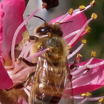 Apis mellifera (European honey bee) at Namadgi National Park - 30 Aug 2023 by UserBiZvQDJI