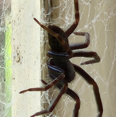 Badumna sp. (genus) (Lattice-web spider) at QPRC LGA - 24 Oct 2022 by UserBiZvQDJI