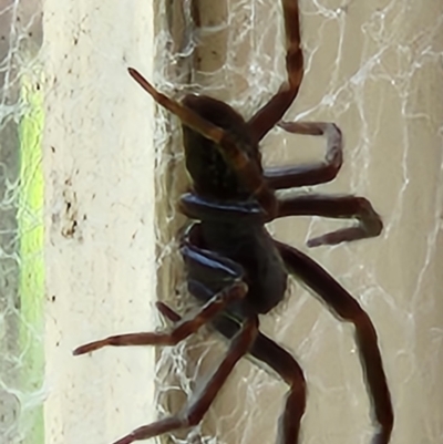 Badumna (genus) (Lattice-web spider) at Mount Fairy, NSW - 25 Oct 2022 by sascha