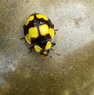 Illeis galbula (Fungus-eating Ladybird) at Good Hope, NSW - 16 Oct 2022 by sascha