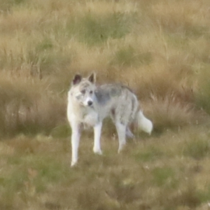 Canis lupus at Cooleman, NSW - 27 Sep 2023