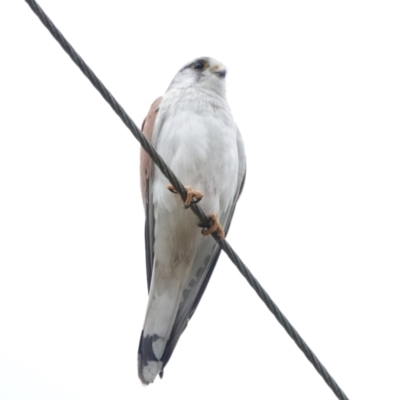 Falco cenchroides (Nankeen Kestrel) at Woodlands, NSW - 4 Oct 2023 by Gee