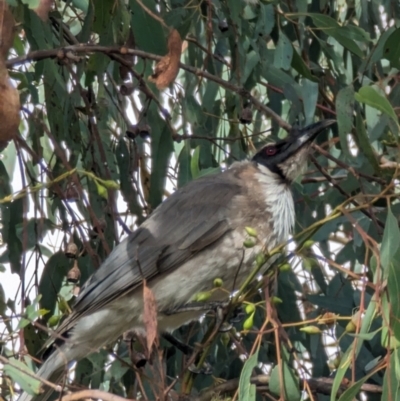 Philemon corniculatus (Noisy Friarbird) at Phillip, ACT - 4 Oct 2023 by stofbrew