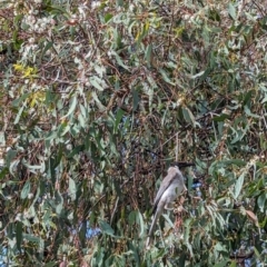 Philemon corniculatus at Phillip, ACT - 5 Oct 2023 08:42 AM