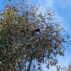 Philemon corniculatus at Phillip, ACT - 5 Oct 2023 08:42 AM