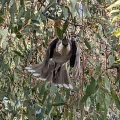 Philemon corniculatus at Phillip, ACT - 5 Oct 2023 08:42 AM