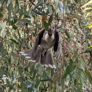 Philemon corniculatus at Phillip, ACT - 5 Oct 2023 08:42 AM