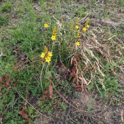 Bulbine bulbosa (Golden Lily) at Yarramundi Grassland
 - 27 Sep 2023 by stofbrew