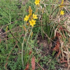 Bulbine bulbosa at Canberra Central, ACT - 27 Sep 2023