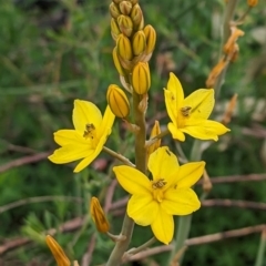 Bulbine bulbosa at Canberra Central, ACT - 27 Sep 2023