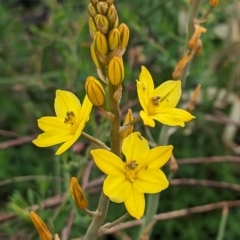 Bulbine bulbosa at Canberra Central, ACT - 27 Sep 2023