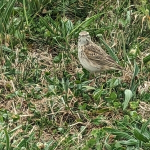 Anthus australis at Canberra Central, ACT - 27 Sep 2023