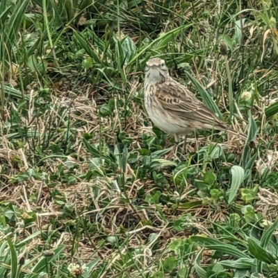 Anthus australis (Australian Pipit) at Lake Burley Griffin West - 27 Sep 2023 by stofbrew