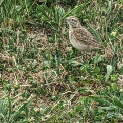 Anthus australis at Canberra Central, ACT - 27 Sep 2023 02:08 PM