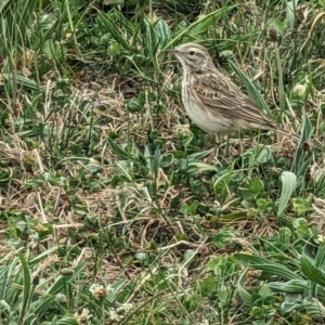 Anthus australis at Canberra Central, ACT - 27 Sep 2023