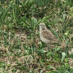 Anthus australis at Canberra Central, ACT - 27 Sep 2023