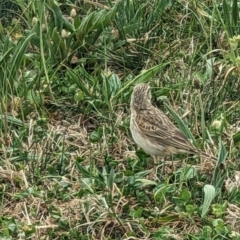 Anthus australis at Canberra Central, ACT - 27 Sep 2023 02:08 PM