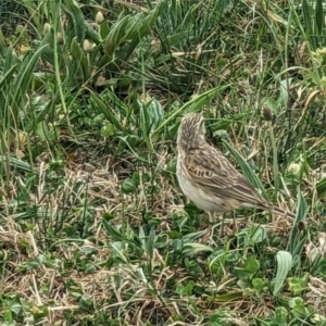 Anthus australis at Canberra Central, ACT - 27 Sep 2023 02:08 PM