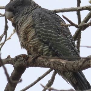 Callocephalon fimbriatum at Narrabundah, ACT - 4 Sep 2023