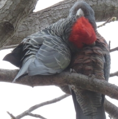 Callocephalon fimbriatum at Narrabundah, ACT - 4 Sep 2023