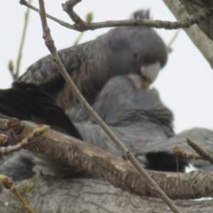 Callocephalon fimbriatum at Narrabundah, ACT - 4 Sep 2023