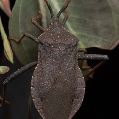 Amorbus (genus) (Eucalyptus Tip bug) at Murrumbateman, NSW - 1 Oct 2023 by amiessmacro