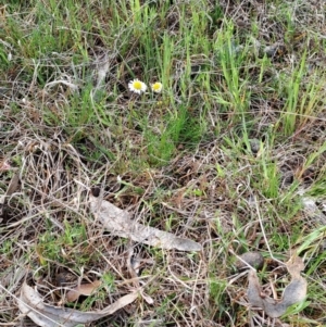 Calotis anthemoides at Fadden, ACT - 5 Oct 2023