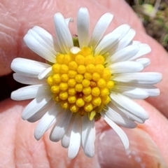 Calotis anthemoides at Fadden, ACT - 5 Oct 2023