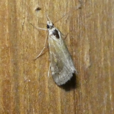 Hellula undalis (Cabbage Webworm) at Charleys Forest, NSW - 4 Oct 2023 by arjay