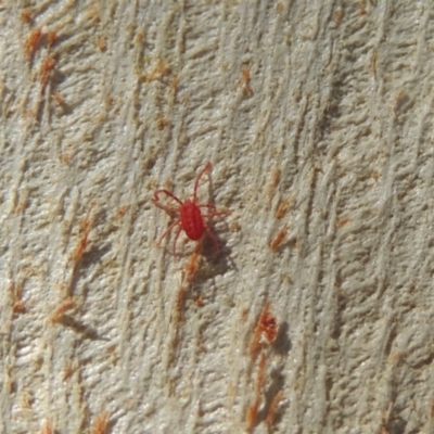 Trombidiidae (family) (Red velvet mite) at Conder, ACT - 18 Apr 2023 by MichaelBedingfield