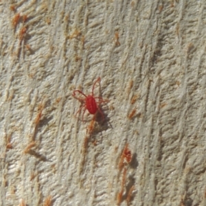 Trombidiidae (family) at Conder, ACT - 18 Apr 2023