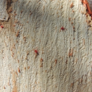 Trombidiidae (family) at Conder, ACT - 18 Apr 2023