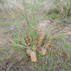 Lomandra multiflora (Many-flowered Matrush) at Fadden, ACT - 5 Oct 2023 by LPadg