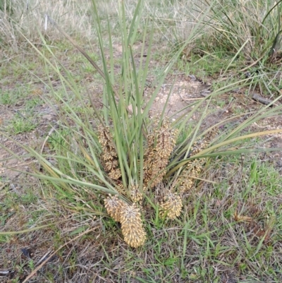 Lomandra multiflora (Many-flowered Matrush) at Fadden, ACT - 4 Oct 2023 by LPadg