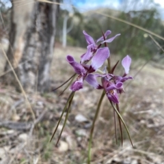 Diuris punctata (Purple Donkey Orchid) by Shazw