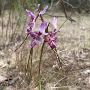 Diuris punctata at suppressed - 5 Oct 2023