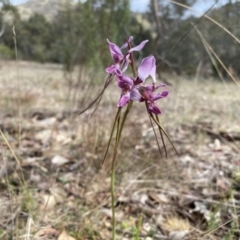 Diuris punctata var. punctata at suppressed - 5 Oct 2023