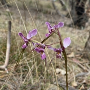 Diuris punctata at suppressed - 5 Oct 2023