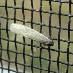 Unidentified Pyralid or Snout Moth (Pyralidae & Crambidae) at Charleys Forest, NSW - 4 Oct 2023 by arjay