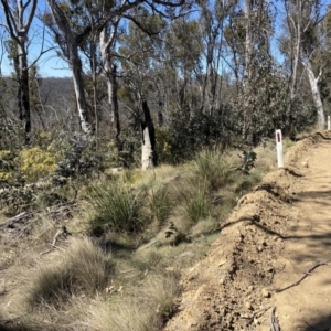 Varanus rosenbergi at Rendezvous Creek, ACT - 29 Sep 2023