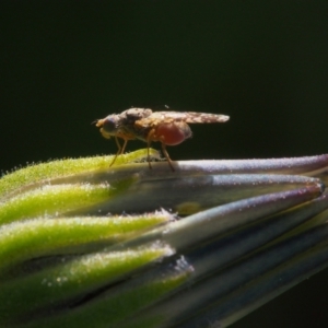 Tephritidae sp. (family) at Chapman, ACT - 26 Sep 2023