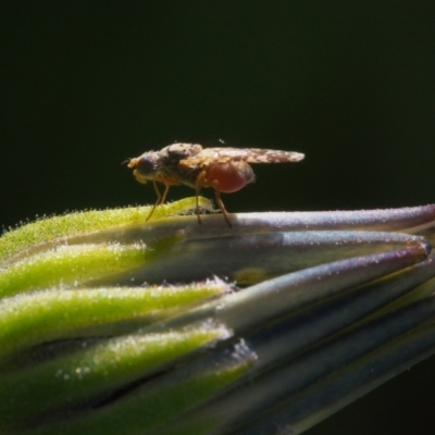 Tephritidae sp. (family) (Unidentified Fruit or Seed fly) at Chapman, ACT - 26 Sep 2023 by BarrieR