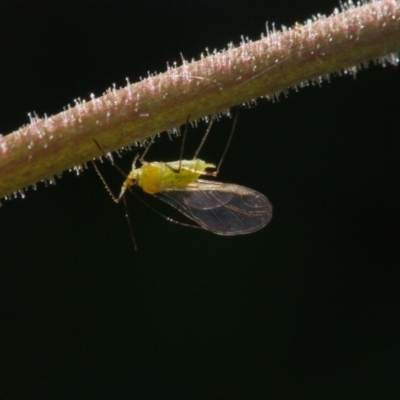 Aphididae (family) (Unidentified aphid) at Chapman, ACT - 26 Sep 2023 by BarrieR