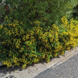 Genista monspessulana at Florey, ACT - 5 Oct 2023