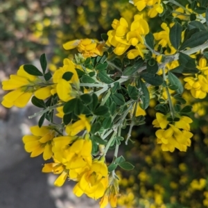 Genista monspessulana at Florey, ACT - 5 Oct 2023 12:20 PM