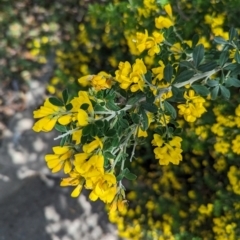 Genista monspessulana at Florey, ACT - 5 Oct 2023 12:20 PM