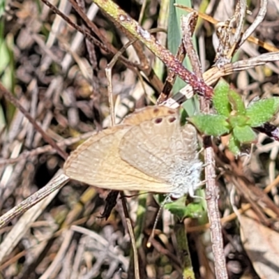 Nacaduba biocellata (Two-spotted Line-Blue) at Kaleen, ACT - 5 Oct 2023 by trevorpreston