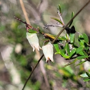 Cryptandra amara at Kaleen, ACT - 5 Oct 2023 12:26 PM