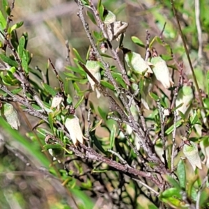 Cryptandra amara at Kaleen, ACT - 5 Oct 2023 12:26 PM