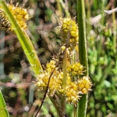 Luzula densiflora (Dense Wood-rush) at Gungaderra Grasslands - 5 Oct 2023 by trevorpreston